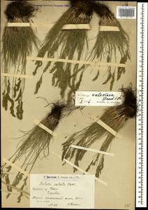 Овсяница валисская, Типчак Schleich. ex Gaudin, Кавказ, Армения (K5) (Армения)