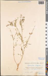 Астрагал пёстрый, Восточная Европа, Северо-Украинский район (E11) (Украина)