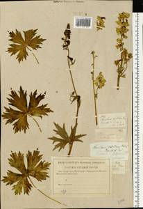 Aconitum lycoctonum subsp. lasiostomum (Rchb.) Warncke, Восточная Европа, Центральный лесостепной район (E6) (Россия)