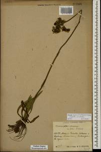 Pilosella ziziana subsp. ziziana, Восточная Европа, Центральный район (E4) (Россия)