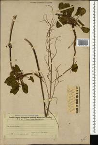 Щавель кислый L., Кавказ, Азербайджан (K6) (Азербайджан)