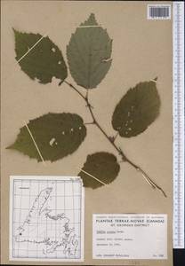Corylus cornuta Marshall, Америка (AMER) (Канада)