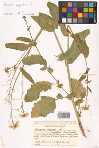Brassica rapa subsp. sylvestris (L.) Janch., Восточная Европа, Центральный район (E4) (Россия)