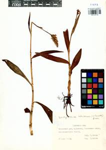 Пальчатокоренник Фукса (Druce) Soó, Сибирь, Прибайкалье и Забайкалье (S4) (Россия)