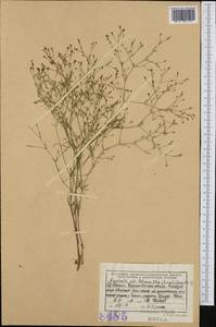 Asperula scutellaris Vis., Западная Европа (EUR) (Албания)