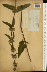 Зопничек клубненосный (L.) Moench, Восточная Европа, Центральный лесостепной район (E6) (Россия)