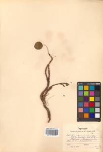 Salix nakamurana subsp. kurilensis (Koidz.) H. Ohashi, Сибирь, Дальний Восток (S6) (Россия)