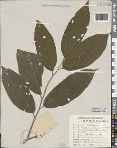 Microcos chungii (Merr.) Chun, Зарубежная Азия (ASIA) (КНР)