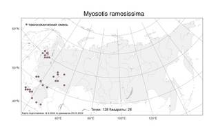 Myosotis ramosissima, Незабудка холмовая Rochel, Атлас флоры России (FLORUS) (Россия)