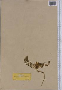 Astragalus nummularius, Западная Европа (EUR) (Греция)