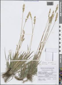 Koeleria spicata (L.) Barberá, Quintanar, Soreng & P.M.Peterson, Сибирь, Прибайкалье и Забайкалье (S4) (Россия)