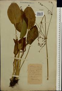 Частуха подорожниковая L., Восточная Европа, Белоруссия (E3a) (Белоруссия)