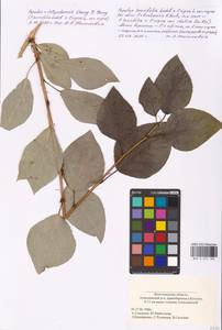 Populus ×berolinensis var. jrtyschensis (Chang Y. Yang) C. Shang, Восточная Европа, Нижневолжский район (E9) (Россия)