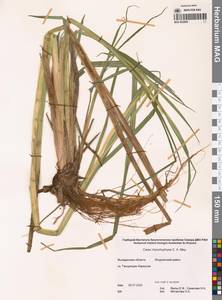 Carex utriculata Boott, Сибирь, Чукотка и Камчатка (S7) (Россия)