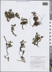 Дриада точечная (Juz.) Hultén, Сибирь, Якутия (S5) (Россия)