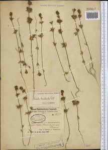 Pyankovia brachiata (Pall.) Akhani & Roalson, Средняя Азия и Казахстан, Северный и Центральный Казахстан (M10) (Казахстан)