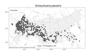 Scheuchzeria palustris, Шейхцерия болотная L., Атлас флоры России (FLORUS) (Россия)