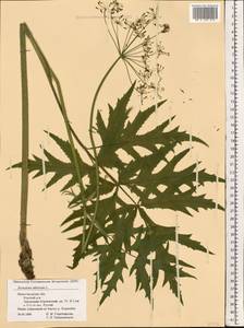 Heracleum sphondylium subsp. sibiricum (L.) Simonk., Восточная Европа, Волжско-Камский район (E7) (Россия)