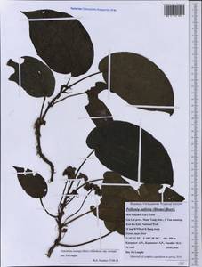 Elatostema tsoongii (Merr.) H.Schroet., Зарубежная Азия (ASIA) (Вьетнам)