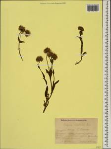 Erigeron acris subsp. acris, Кавказ, Краснодарский край и Адыгея (K1a) (Россия)