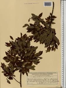 Salix myrsinifolia subsp. myrsinifolia, Восточная Европа, Волжско-Камский район (E7) (Россия)