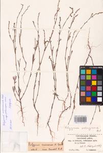 Спорыш отклоненный, Горец отклоненный M.Bieb., Восточная Европа, Нижневолжский район (E9) (Россия)