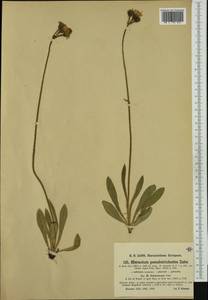 Pilosella pseudotrichodes (Zahn) Soják, Западная Европа (EUR) (Швейцария)