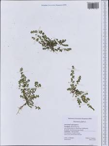 Грыжник голый L., Западная Европа (EUR) (Германия)