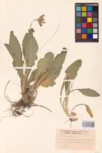 Первоцвет весенний L., Западная Европа (EUR) (Австрия)