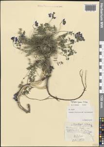 Остролодочник албанский Steven, Кавказ, Северная Осетия, Ингушетия и Чечня (K1c) (Россия)