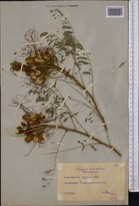 Caesalpinia gilliesii (Hook.)D.Dietr., Средняя Азия и Казахстан, Копетдаг, Бадхыз, Малый и Большой Балхан (M1) (Туркмения)