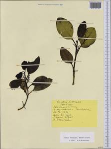 Griselinia littoralis (Raoul) Raoul, Австралия и Океания (AUSTR) (Новая Зеландия)