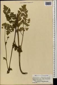 Silphiodaucus hispidus (M. Bieb.) Spalik, Wojew., Banasiak, Piwczyñski & Reduron, Кавказ, Черноморское побережье (от Новороссийска до Адлера) (K3) (Россия)
