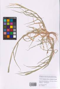 Cenchrus longispinus (Hack.) Fernald, Восточная Европа, Нижневолжский район (E9) (Россия)