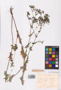 Crepidiastrum sonchifolium subsp. sonchifolium, Сибирь, Дальний Восток (S6) (Россия)
