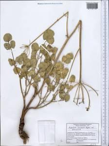 Дудник тройчатый Regel & Schmalh., Средняя Азия и Казахстан, Памир и Памиро-Алай (M2) (Таджикистан)