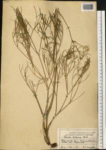 Ферула татарская Fisch. ex Spreng., Восточная Европа, Центральный лесостепной район (E6) (Россия)