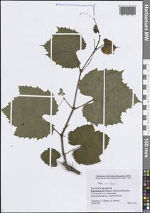 Виноград обыкновенный L., Восточная Европа, Центральный лесостепной район (E6) (Россия)