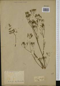 Anthriscus fumarioides (Waldst. & Kit.) Spreng., Западная Европа (EUR)