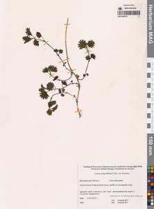 Urtica dioica var. holosericea Fr., Сибирь, Чукотка и Камчатка (S7) (Россия)