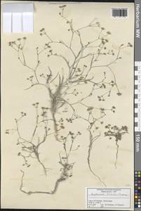 Bupleurum turcicum Snogerup, Зарубежная Азия (ASIA) (Турция)