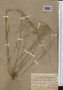 Володушка высокая M.Bieb., Средняя Азия и Казахстан, Памир и Памиро-Алай (M2) (Таджикистан)