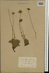 Tanacetum abrotanoides K. Bremer & Humphries, Зарубежная Азия (ASIA) (Турция)