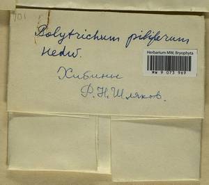 Polytrichum piliferum Hedw., Гербарий мохообразных, Мхи - Карелия, Ленинградская и Мурманская области (B4) (Россия)