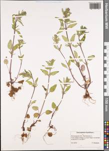 Змееголовник тимьяноцветковый L., Восточная Европа, Нижневолжский район (E9) (Россия)