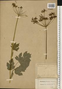 Heracleum sphondylium subsp. sibiricum (L.) Simonk., Восточная Европа, Центральный лесной район (E5) (Россия)