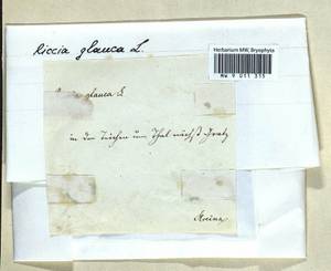 Riccia glauca L., Гербарий мохообразных, Мхи - Западная Европа (BEu)