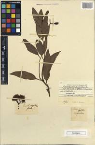 Corymbia gummifera (Gaertn.) K.D.Hill & L.A.S.Johnson, Австралия и Океания (AUSTR) (Австралия)