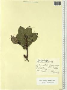 Olearia arborescens (G. Forst.) Cockayne & Laing, Австралия и Океания (AUSTR) (Новая Зеландия)