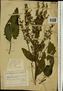 Verbascum chaixii subsp. orientale (M. Bieb.) Hayek, Восточная Европа, Южно-Украинский район (E12) (Украина)